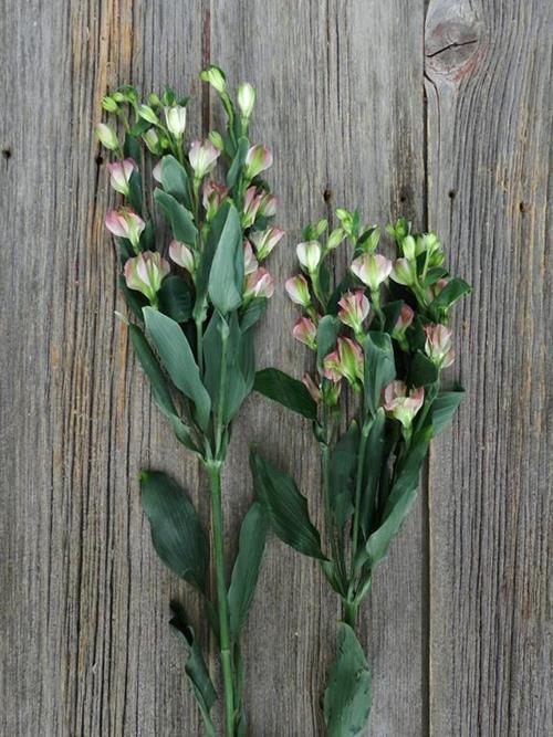  PINK CHARMELIA